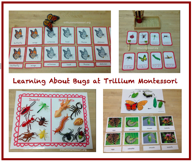 Learning About Bugs
